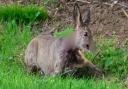 A deer was attacked by dogs at the Eastleigh SANG, which is currently under construction at Stoke Park Farm.