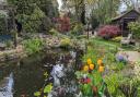 Twin Oaks in Chandler's Ford is one of the secret gardens available to visit as part of the National Garden Scheme.