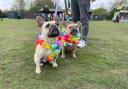 More than 300 frenchies have attended the show