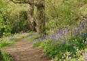 A beautiful bluebell trail in Curbridge