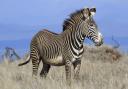 An endangered Grevy's zebra in northern Kenya