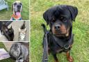 Can you help find a home for any of these Hampshire RSPCA pets?