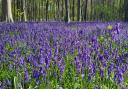 A delightful scene from Micheldever Woods