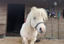 Miniature horses ‘Salty’ and ‘Pepper’ to join Southampton City FarmPictured: Salty