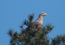 The white-tailed eagle was spotted in Hampshire