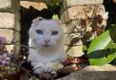 Bobble has had to have both her sun-damaged ears removed