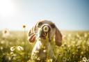 Your dog may have hay fever if they have these symptoms.