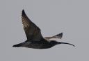 The curlew was spotted above Hampshire