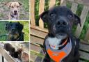 Can you help find a home for any of these Hampshire RSPCA pets?