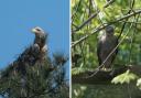 The UK's biggest and smallest birds of prey