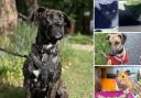 Can you help find a home for any of these Hampshire RSPCA pets?