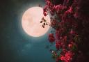 When is the May full moon? Find out when the Flower Moon reaches it peak in the UK.
