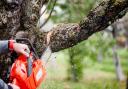 What are the laws around cutting down a tree in your garden?