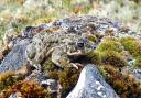 A natterjack toad on South Downs heathland