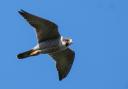 The Peregrine Falcon was spotted in the New Forest