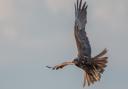 Daily Echo Camera Club member Jordan Callaghan snapped a photo of the rare marsh harrier near Hythe.