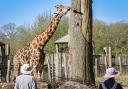 Giraffe pauses beside tall tree at Marwell