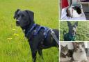 Can you help find a home for any of these Hampshire RSPCA pets?
