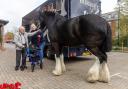 Shire horse visit brings back farm memories for 94-year-old John