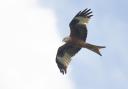 Daily Echo Camera Club member Melanie Randall snapped this red kite as it looked down at her.