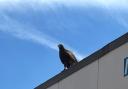 A Harris hawk at Southampton General Hospital