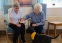 People at the charity's care and wellbeing centres enjoyed music and pet therapy sessions.