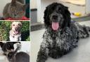 Can you help find a home for any of these Hampshire RSPCA pets?