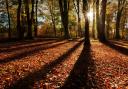 Beech trees, New Forest