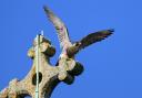 Daily Echo Camera Club member Paul Brady snapped a peregrine falcon, the world's fastest animal, landing with its wings stretched out.