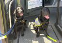 Blue and Star visit depot as part of guide dog training support