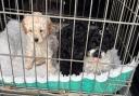 The three puppies