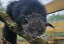 Hanoi the binturong settles into his treetop enclosure at Marwell Zoo