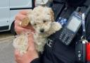 The puppies have been returned to the rescue