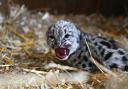 Snow leopard cub ‘little lady’ was born on May 10 (The Big Cat Sanctuary/PA)