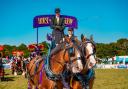 Majestic heavy horses return to the ring at New Forest Show 2025