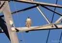 The peregrine falcon