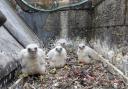 The peregrine chicks at Romsey Abbey