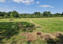 New meadows being created by Hampshire and Isle of Wight Wildlife Trust as part of the Species Survival Fund project