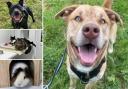 Can you help find a home for any of these Hampshire RSPCA pets?