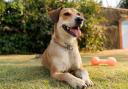 There are numerous signs of dehydration to look out for in pets in warmer weather