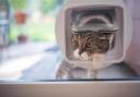 Summer pet disappearances surge in Hampshire