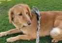 'Miracle' rescue dog Amber survived 36 days on the run after escaping from Bramshaw and swimming to Brownsea Island