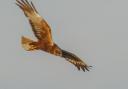 Daily Echo Camera Club member Colin Vanner snapped this great photo of a marsh harrier.