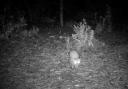Rare pine martens caught on camera in New Forest's secret reserve