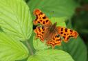 Butterfly populations decline sharply as citizen scientists urged to take action