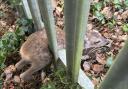 Young deer lies stuck as rescue begins on Vermont Close