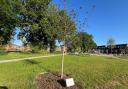 Tree planted in Whiteley Gardens honors Queen Elizabeth II’s enduring legacy