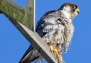 There Peregrine Falcon in Romsey