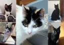 A number of cats at Cats Protection are looking to find their forever homes in Hampshire