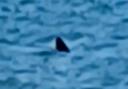 Shark spotted off Bournemouth beach